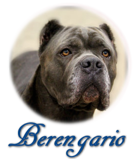 Ckc sales cane corso