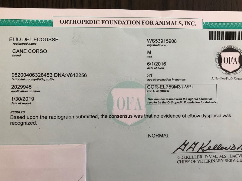 Elio's OFA Elbows Certificate - CLICK IMAGE FOR CLOSE UP VIEW
