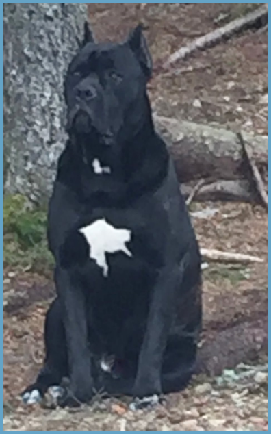 Cane Corso