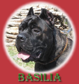 CLICK HERE TO SEE MORE OF BASILIA