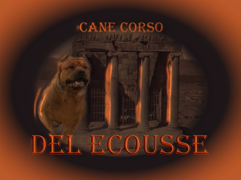 Click here to enter Cane Corso Del Ecousse