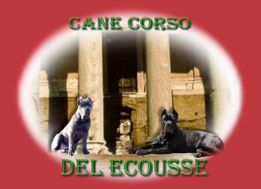 Click image to enter Cane Corso Del Ecousse!