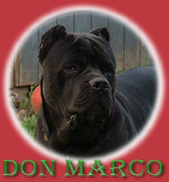 CLICK HERE TO SEE MORE OF MARCO