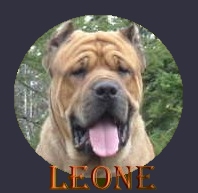 CLICK HERE TO SEE MORE OF LEONE