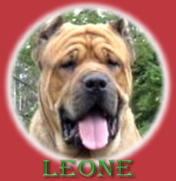 CLICK HERE TO SEE MORE OF LEONE