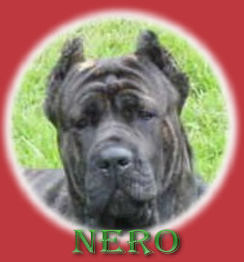 CLICK HERE TO SEE MORE OF NERO